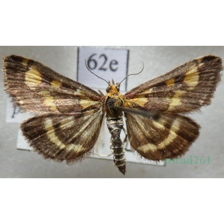 Pyrausta purpuralis (Linnaeus, 1758) Płomienka purpurowa Slovakia62e
